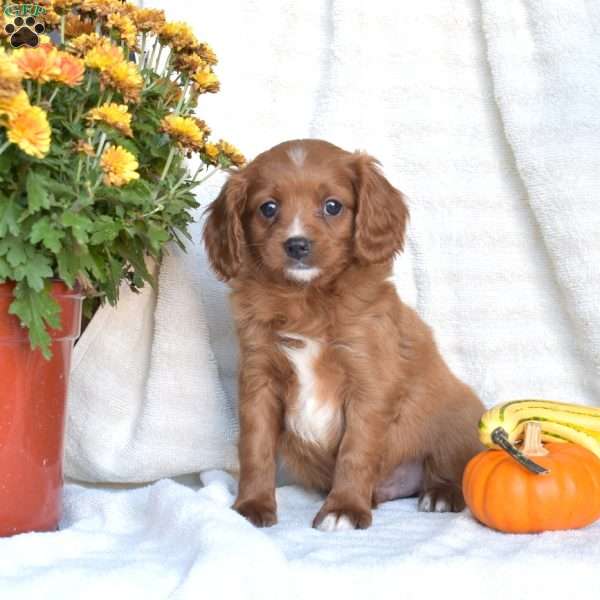 Noah, Cavapoo Puppy