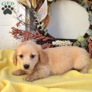 Noah, Dachshund Puppy