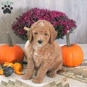 Noah, Goldendoodle Puppy
