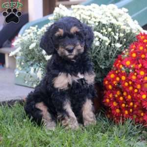 Noah, Standard Poodle Mix Puppy