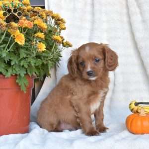 Noah, Cavapoo Puppy
