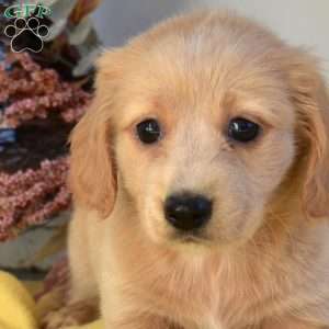 Noah, Dachshund Puppy