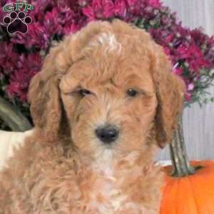 Noah, Goldendoodle Puppy