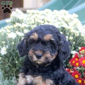 Noah, Standard Poodle Mix Puppy