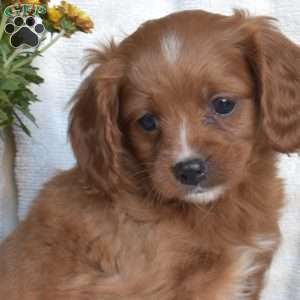 Noah, Cavapoo Puppy