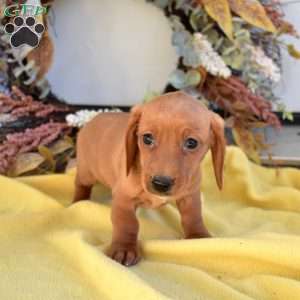 Noel, Dachshund Puppy