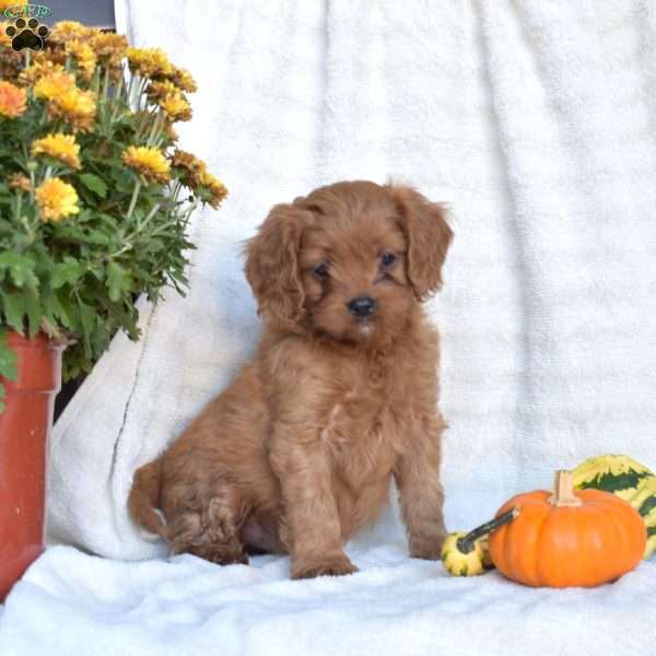Noel, Cavapoo Puppy