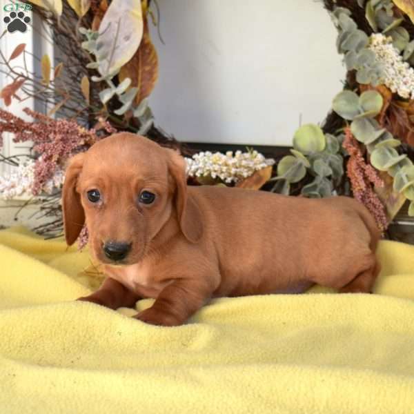 Noel, Dachshund Puppy