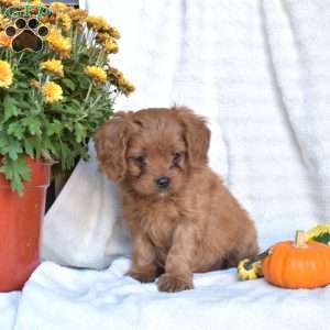 Noel, Cavapoo Puppy