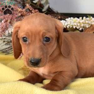 Noel, Dachshund Puppy