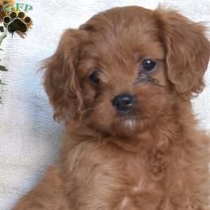 Noel, Cavapoo Puppy