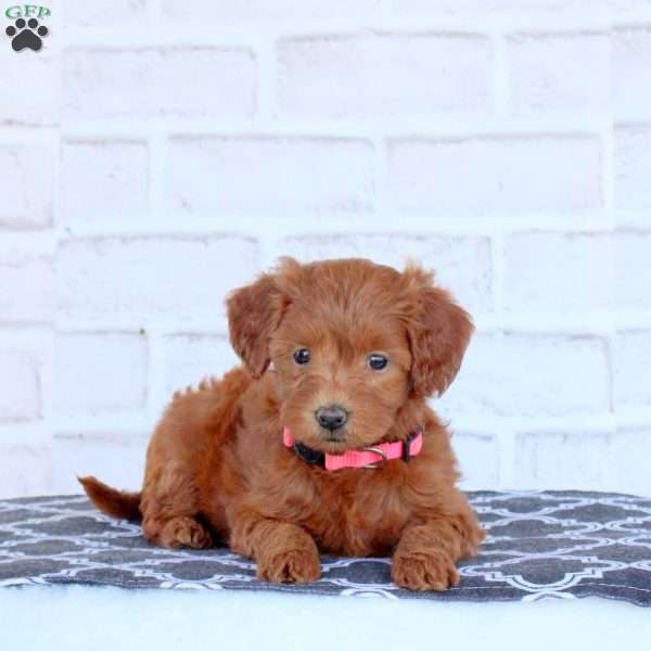 Nola, Mini Goldendoodle Puppy