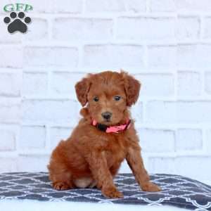Nola, Mini Goldendoodle Puppy