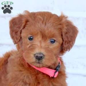 Nola, Mini Goldendoodle Puppy