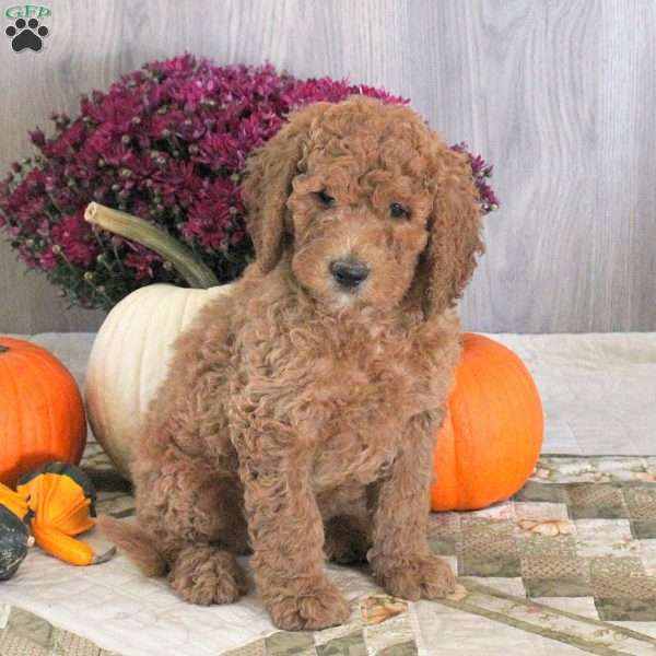 Nolan, Goldendoodle Puppy