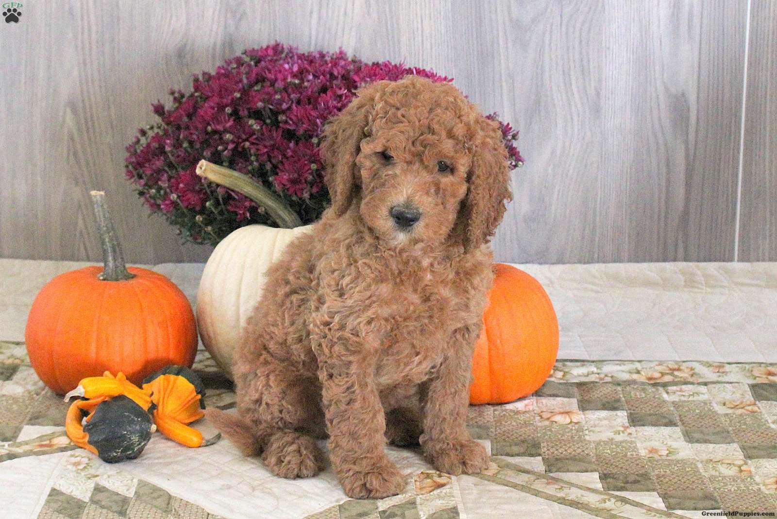 Nolan (Doodle / designer cross, Male) in Kinzers, PA