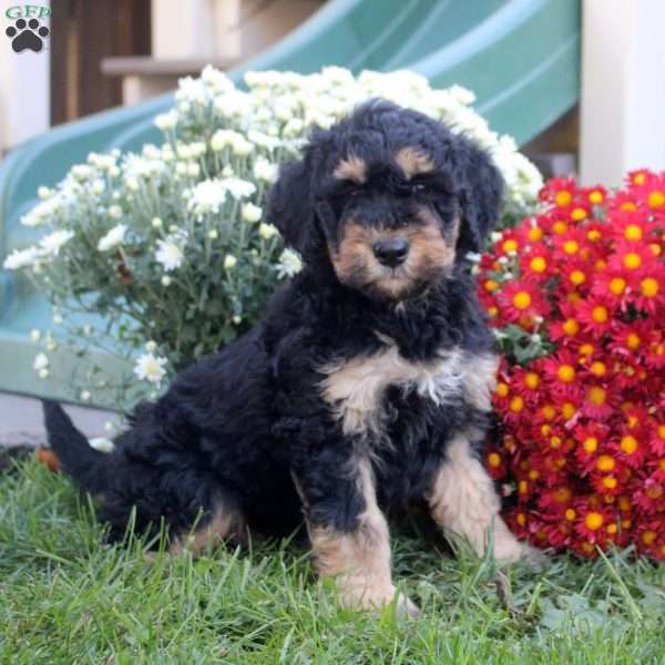 Nolan, Standard Poodle Mix Puppy