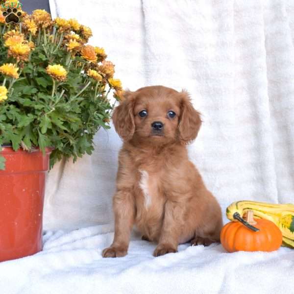 Nolan, Cavapoo Puppy