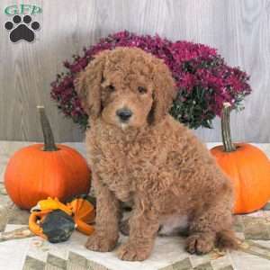 Nolan, Goldendoodle Puppy
