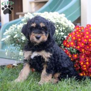 Nolan, Standard Poodle Mix Puppy