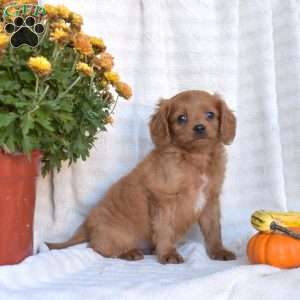 Nolan, Cavapoo Puppy