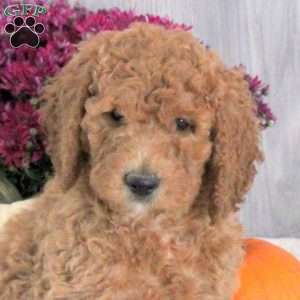 Nolan, Goldendoodle Puppy
