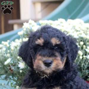 Nolan, Standard Poodle Mix Puppy