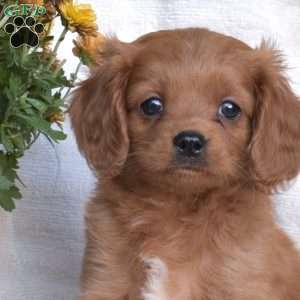 Nolan, Cavapoo Puppy