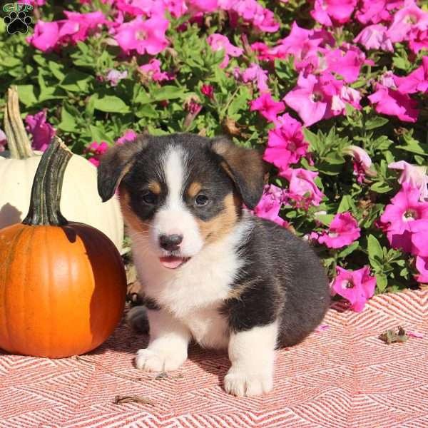Noodle, Pembroke Welsh Corgi Puppy
