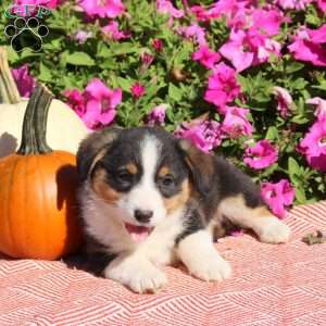 Noodle, Pembroke Welsh Corgi Puppy