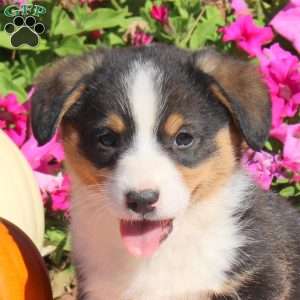 Noodle, Pembroke Welsh Corgi Puppy