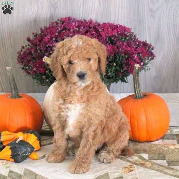 Nora, Goldendoodle Puppy