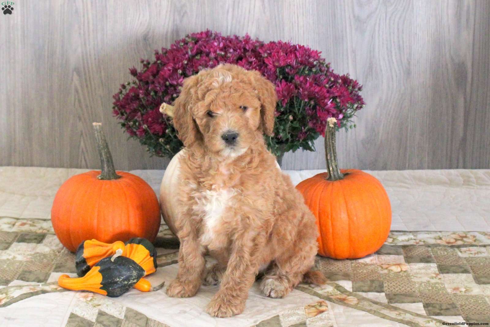 Nora (Doodle / designer cross, Female) in Kinzers, PA