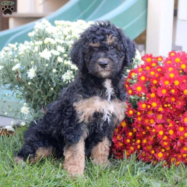 Nora, Standard Poodle Mix Puppy