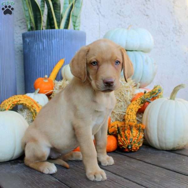 Nora, Fox Red Labrador Retriever Puppy