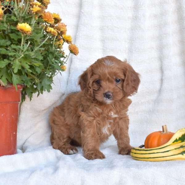 Nora, Cavapoo Puppy