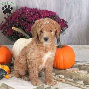 Nora, Goldendoodle Puppy