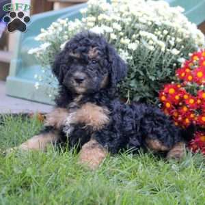 Nora, Standard Poodle Mix Puppy