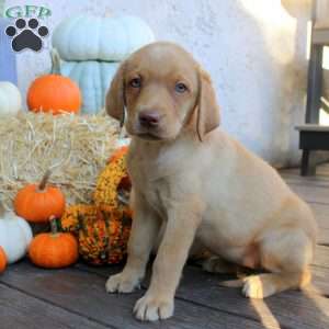 Nora, Fox Red Labrador Retriever Puppy