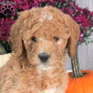 Nora, Goldendoodle Puppy