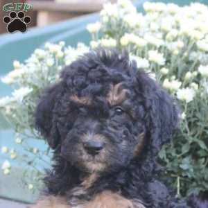 Nora, Standard Poodle Mix Puppy