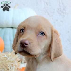 Nora, Fox Red Labrador Retriever Puppy