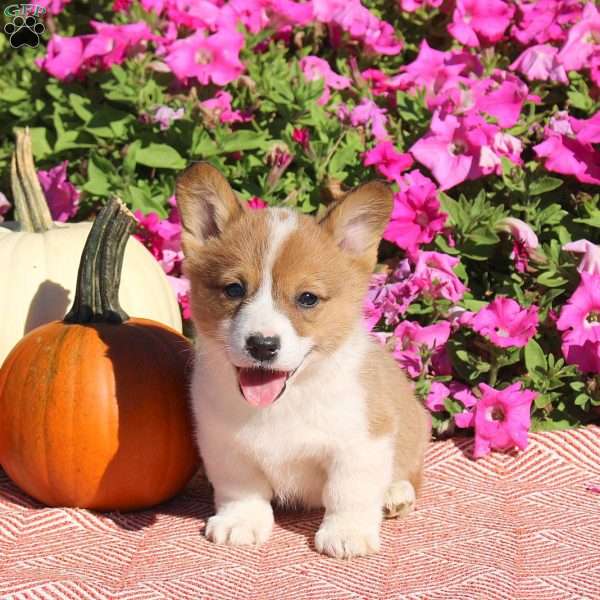 Norman, Pembroke Welsh Corgi Puppy