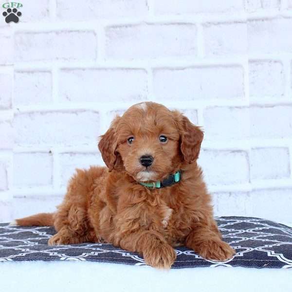 Norman, Mini Goldendoodle Puppy