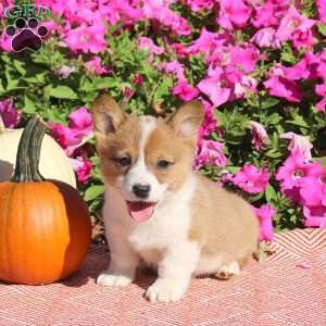 Norman, Pembroke Welsh Corgi Puppy