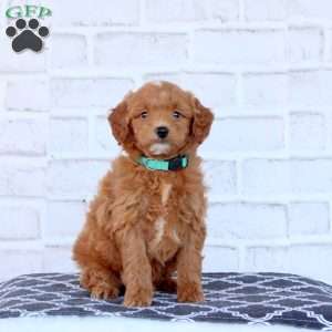Norman, Mini Goldendoodle Puppy