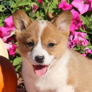 Norman, Pembroke Welsh Corgi Puppy
