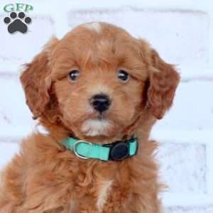 Norman, Mini Goldendoodle Puppy