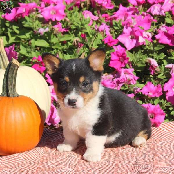 Nova, Pembroke Welsh Corgi Puppy