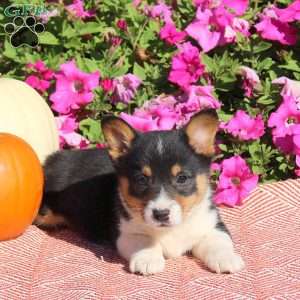 Nova, Pembroke Welsh Corgi Puppy